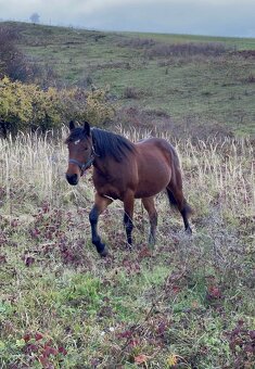 Predám 3,5letého valacha - 2