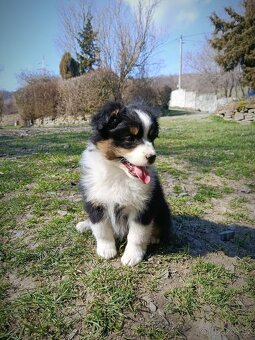 Australský ovčák s PP - 2