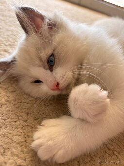Krásný Kocourek Ragdoll - 2