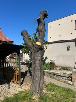 Kmen tresne 180cm delka, 170cm obvod - 2