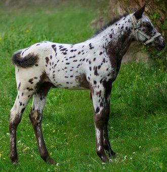 Appaloosa - 2