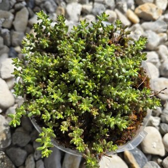 Sedum album - 2