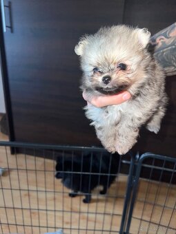 Pomeranian - PureLivePuppy FCI - 2
