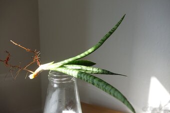 Tchynin jazyk, Sansevieria, hybrid - 2