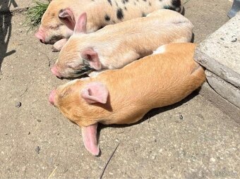 Prodej selátka Kune Kune - 2