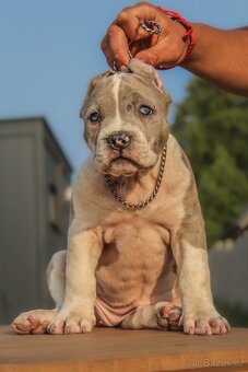 American Bully XL 🐾 - 2
