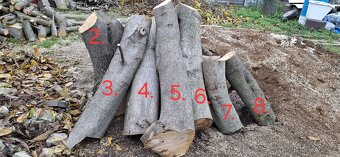 Prodám kmen a dřevo z ořechu - 2