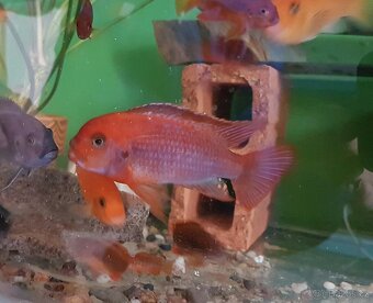 Prodám tlamovce z jezera Malawi - 2