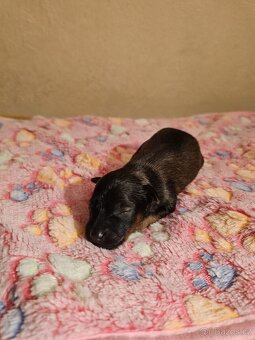 Ruský toy s PP (FCI) - 2