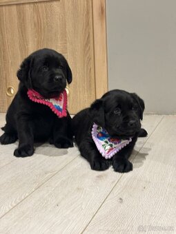 Štěňata Labradorský retriever - 2