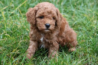 Pudl trpasličí - 2