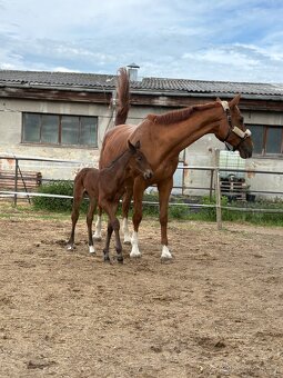 Prodám kobylu ČT - 2