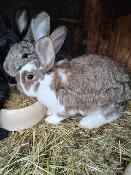 Králíci - samice - 2