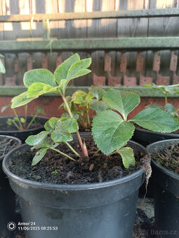 Čemeřice PRETTY ELLEN SPOTTED - 2