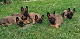 Belgický ovčák Malinois - 2
