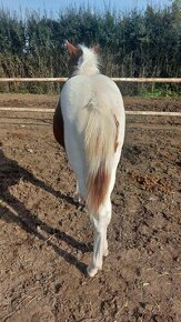 prodám klisničku podílovou american  paint horse. - 2