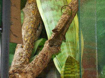 Anolis šedý (Anolis sagrei) 1,1 - 2