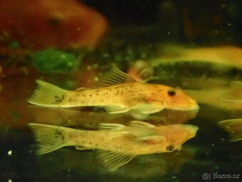 ancistrus super red - 2