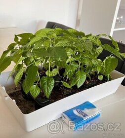Sazenice TRINIDAD MORUGA SCORPION a CAROLINA REAPER - 2