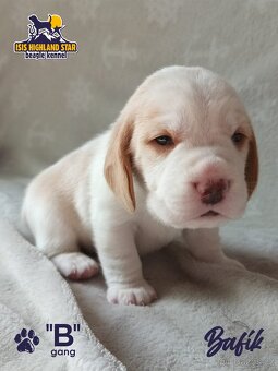 Beagle s PP - 2