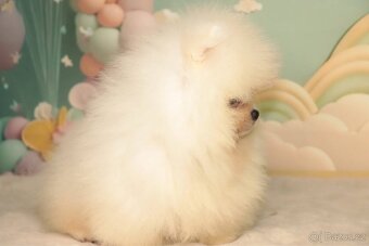 Pomeranian - 2