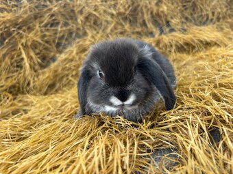 Mini lop mláďata k rezervaci - 2