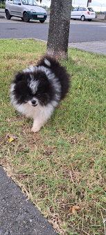 Rozkošné šteniatko pomeraniana hľadá nový domov - 2