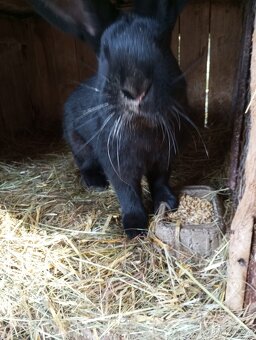 Samci Německých obrovitých strakačů NOS Ája kříženci obrů - 2