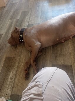 Bandog - 2