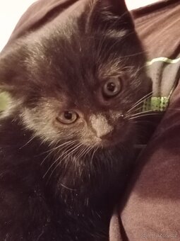 4 mala koťátka - 2