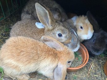 Zakrslý králík beran - mláďata - 2