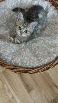 Britské whiskas kočičky s PP - 2