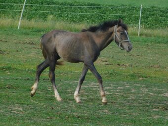 roční pony - 2