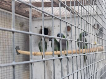 Alexandr čínský - 2