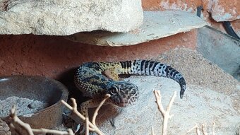 terárium pro gekončíka - 2