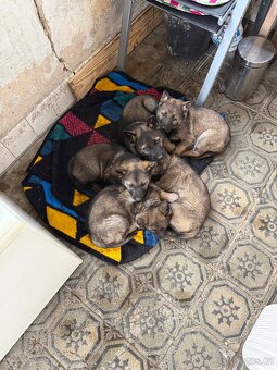 Německý ovčák - 2