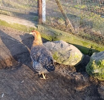 Bielefeldka rodobarvá - 2