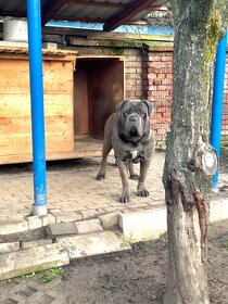 Cane corso - pes na krytí - 2