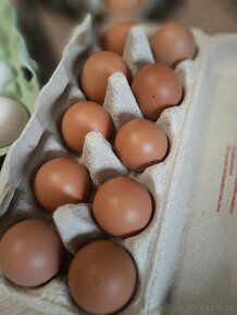 Prodám vajíčka - 2