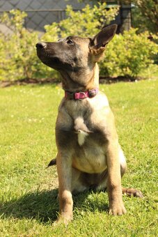 Belgický ovčák malinois - 2