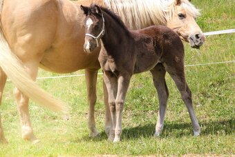 Prodám Appaloosa - 2