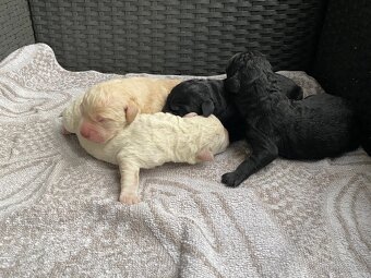 Labrador retrívr - štěňátka černé barvy bez PP - 2