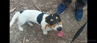 štěňata Jack Russell teriér- jrt - 2