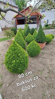 Buxus - 2