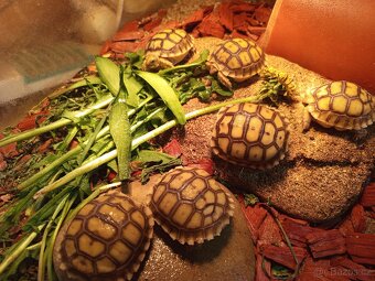 Želva ostruhatá, Geochelone Sulcata mláďata - 2