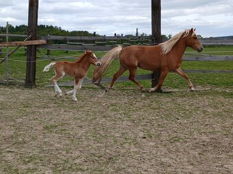 Pony 140cm 3 v1 cena za vsechny - 2