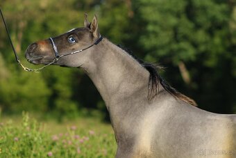 Letošní hřebeček minihorse - MOCCACCINO - 2