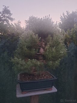 Bonsaj bonsai Borovice - 2