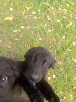 Labernese štěňátka - 2