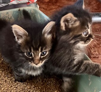 Koťata Mainská mývalí - 2